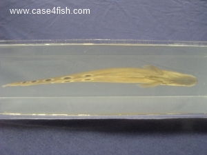 Foto Galerie/Osteoglossiformes/Chitala ornata/Chitala ornata_08_S.jpg